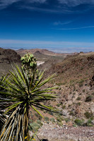 Joshua Tree and Vista