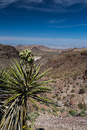 Joshua Tree and Vista