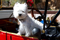 Model T with Dog