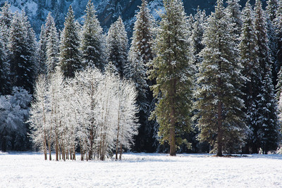 Winter Cottonwood's, Yosemite NP