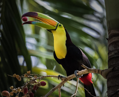 Toucan with Berry (Tikal NP)