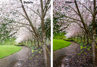 Cherry blossom path