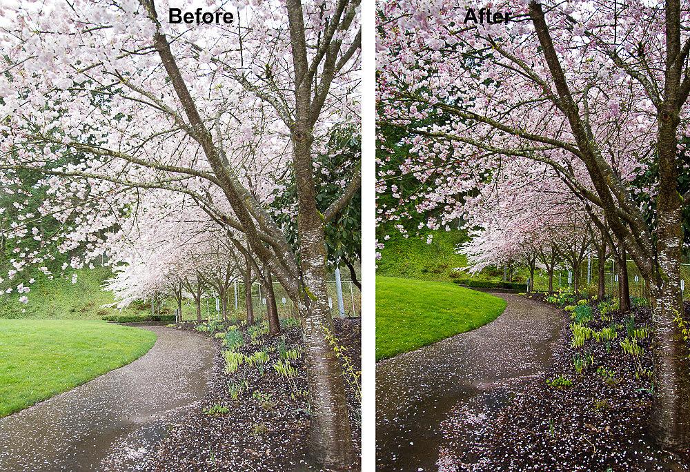 Cherry blossom path