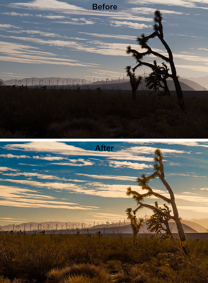 Joshua Trees and Wind Turbines 3