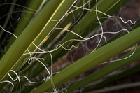 Agave Tangles and Twirls