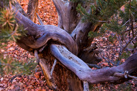 Red Canyon Knot
