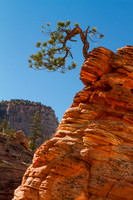 Bonsai Pine, On The Edge