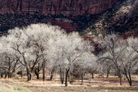 Winter trees in Zion NP #1