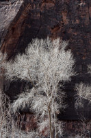 Winter tree in Zion NP #2
