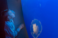 Boy and Jellyfish