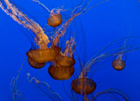 Sea Nettle Jelly