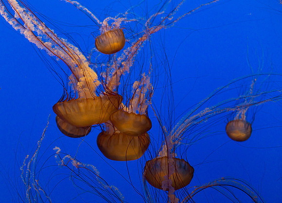 Sea Nettle Jelly