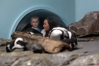 Watching the Penguins