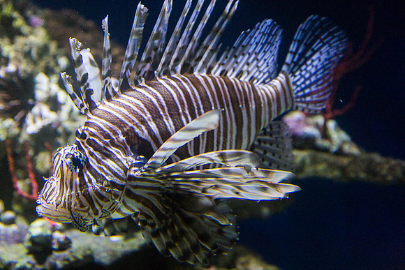 In the tanks, Monterey Bay Aquarium