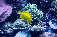 In the tanks, Monterey Bay Aquarium