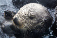 Sea Otter #1