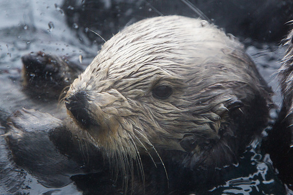 Sea Otter #1