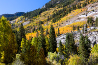 Esastern Sierra Fall color #01