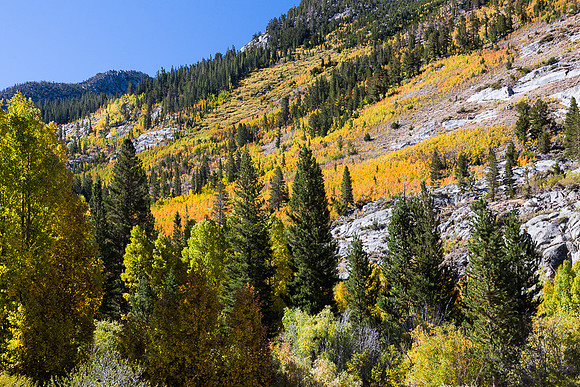 Esastern Sierra Fall color #01