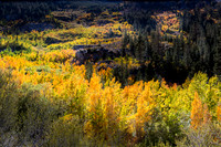 Esastern Sierra Fall color #05