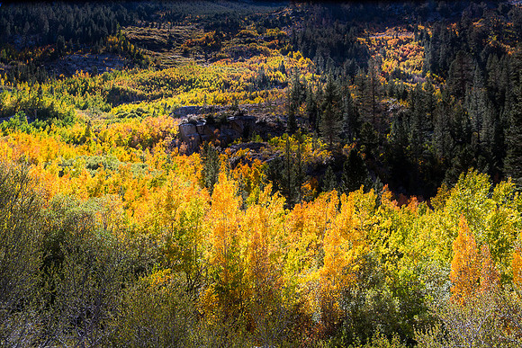 Esastern Sierra Fall color #05