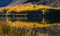 Esastern Sierra Fall color #06