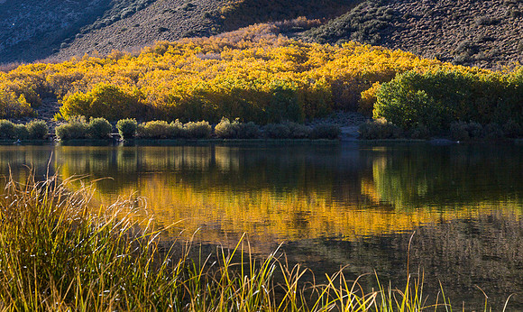 Esastern Sierra Fall color #06