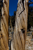Twisted Trunk