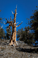 Lone Bristlecone Snag