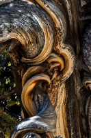 Bristlecone Double Swirl