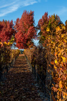 Sebastopol Fall Vinyard