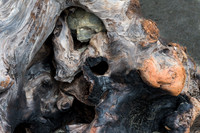 Goat rock Driftwood