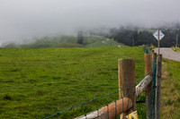 Pasture & fog