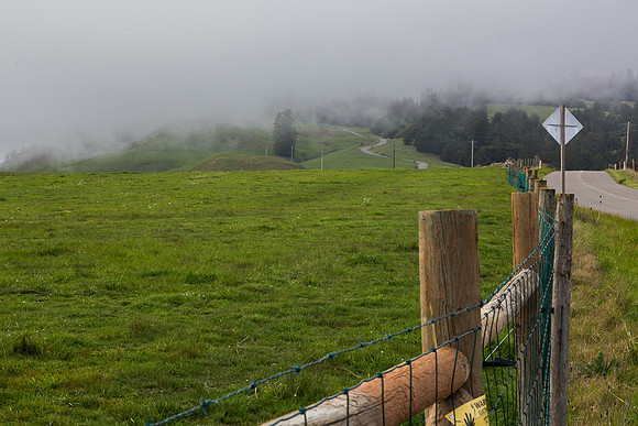 Pasture & fog