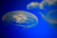 Jellies