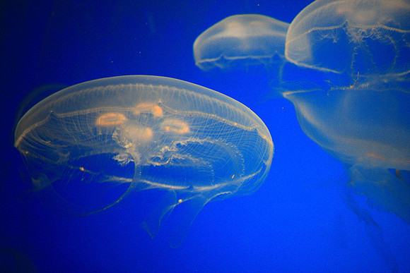 Jellies