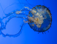Jellyfish display, Steinhart Aquariumm, San Francisco