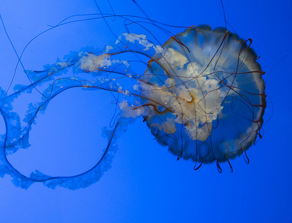 Jellyfish display, Steinhart Aquariumm, San Francisco