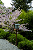 Japansese lantern and Cherry Tree