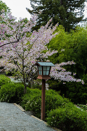 Japansese lantern and Cherry Tree