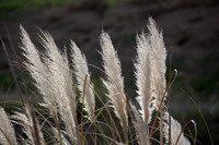 Feathery Glow