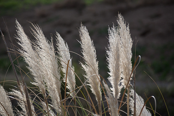 Feathery Glow