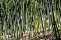 Hakone Bamboo Forest 1