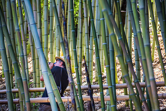 Hakone Bamboo Forest 3