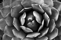 Symetric Suculant