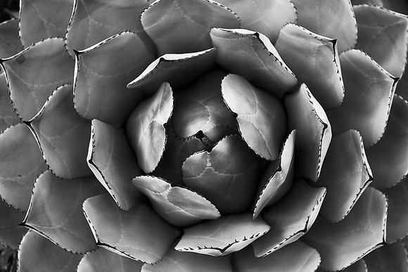 Symetric Suculant