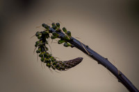 Cactus Flower hook
