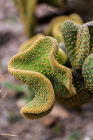 Cactus Coral