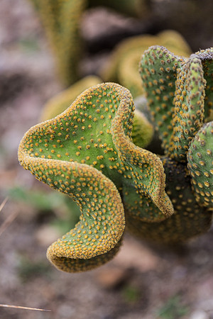 Cactus Coral