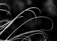 Cactus Hook Threads #2